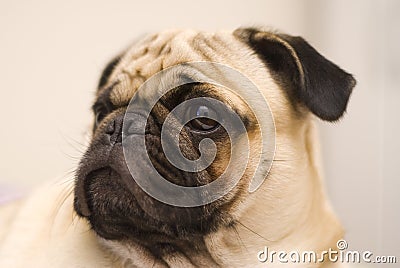 Pug dog Stock Photo