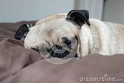 Pug dog asleep on bed landscape Stock Photo