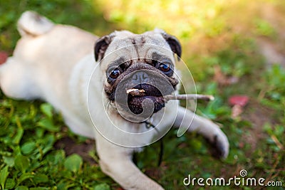 Pug dog biting a stick and lying on grass in park. Happy puppy chewing and playing with wooden stick Stock Photo