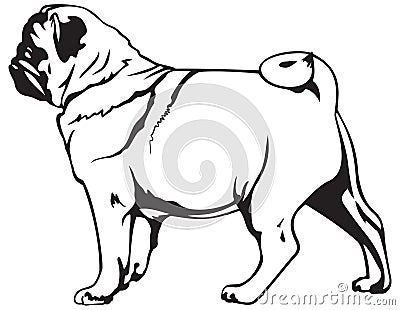 Pug dog breed Vector Illustration