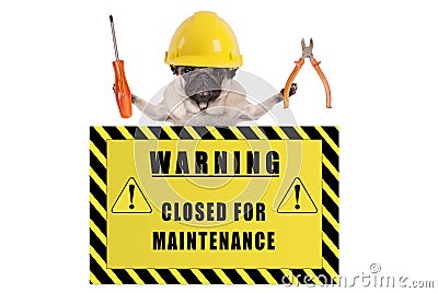 Pug dog with constructor safety helmet holding pliers and screwdriver with yellow warning sign saying closed for maintenance Stock Photo