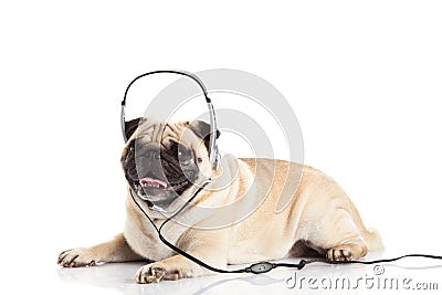 Pug dog with headphone isolated on white background callcenter Stock Photo