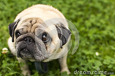 Pug dog looks up Stock Photo