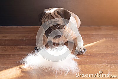 pug dog lying on the floor next to a pile of wool after combing out. concept of seasonal pet molting. Stock Photo