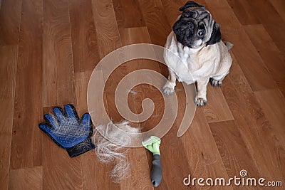 pug dog lying on the floor with pile of wool and grooming tool after combing out. concept of seasonal pet molting. Stock Photo