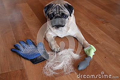 pug dog lying on the floor with pile of wool and grooming tool after combing out. concept of seasonal pet molting. Stock Photo