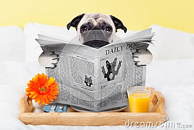 Pug dog newspaper Stock Photo