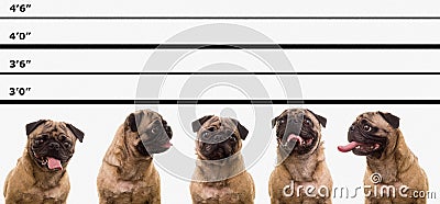 Pug Dog Police Line Up Stock Photo