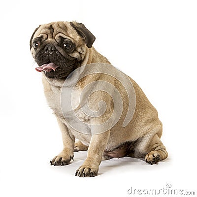 Pug dog Stock Photo