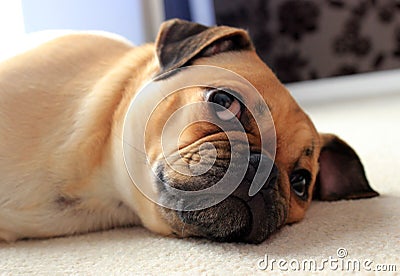 Pug dog resting indoors Stock Photo