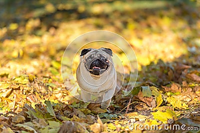 Pug Dog is Running on autumn Leaves Ground. Open Mouth. Stock Photo