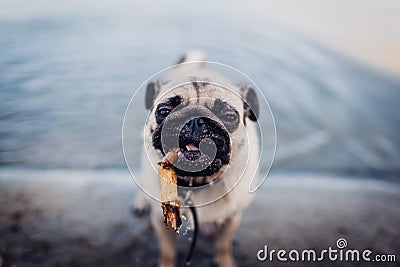 Pug dog by standing in river and biting stick. Happy puppy having fun outdoors. Dog playing in water Stock Photo