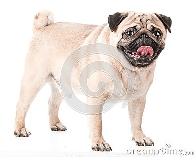 Pug, the dog stands on four legs and looks very funny. Stock Photo