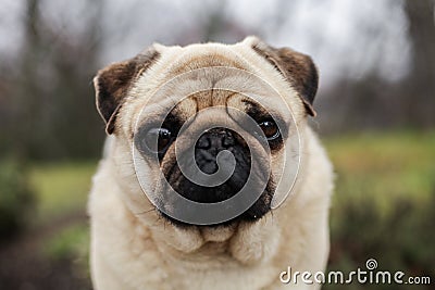 Pug the dog. Stock Photo