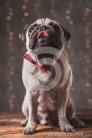 Pug dog wearing red bowtie sitting and dreaming on something Stock Photo