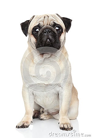 Pug dog on white background Stock Photo