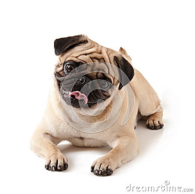 Pug dog Stock Photo