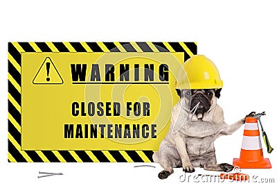 Pug dog with yellow constructor safety helmet and warning sign with text closed for maintenance Stock Photo