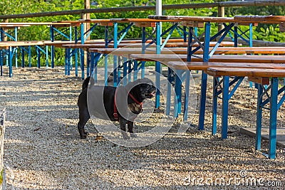 pug in german mops named adelheid on holiday trip Stock Photo