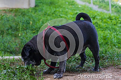 pug in german mops named adelheid on holiday trip Stock Photo