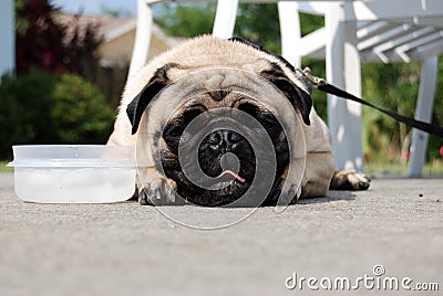 Pug and his water bowl Stock Photo