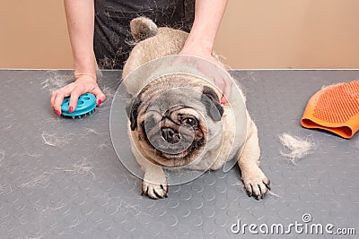 A pug lying on a grooming table during the molting procedure. The concept of seasonal molting of pets Stock Photo