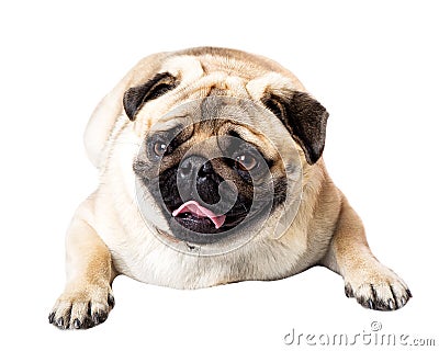 Pug lying Stock Photo