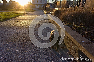 pug mops named adelheid on a christmas december afternoon park Stock Photo