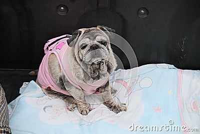 Pug, obese dog, 1 male suffering from skin disease, has black marks on the skin Stock Photo