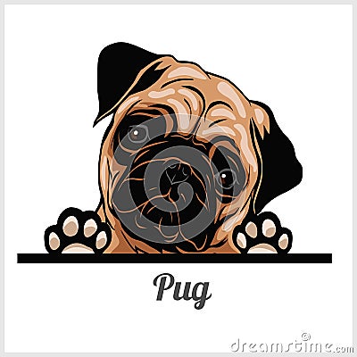 Pug - Peeking Dogs - breed face head isolated on white Vector Illustration