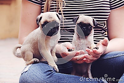 Pug puppies teeny tiny Stock Photo