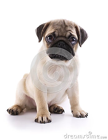 Pug puppy Stock Photo