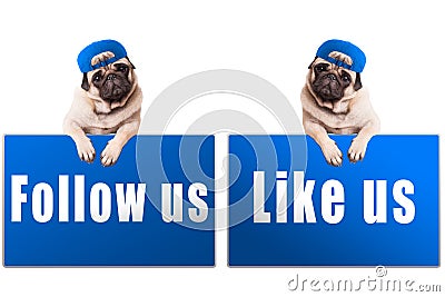 Pug puppy dog with follow us and like us sign and wearing blue cap, islolated on white background Stock Photo