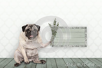 Pug puppy dog sitting down on old green wooden floor, holding blank sign and eucalyptus twigs and branches, in front of wall with Stock Photo