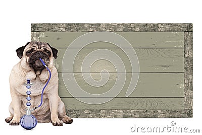 Pug puppy dog smoking shisha water pipe, sitting next to vintage wooden sign, on white background Stock Photo