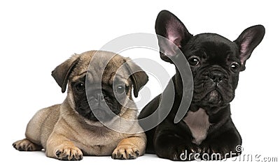 Pug puppy and French Bulldog puppy, 8 weeks old Stock Photo