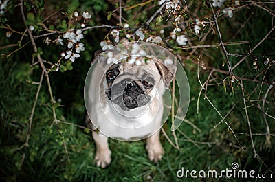 pug puppy funny spring walk beautiful nature Stock Photo