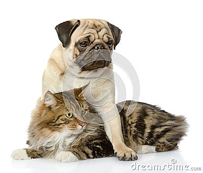 Pug puppy hugs a cat. Stock Photo