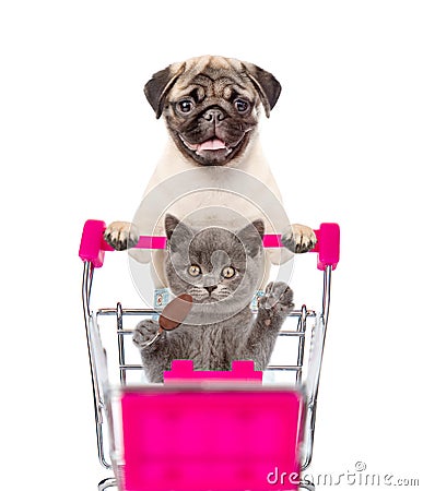 Pug puppy pushing a shopping cart, in which a cat sitting. isolated on white background Stock Photo