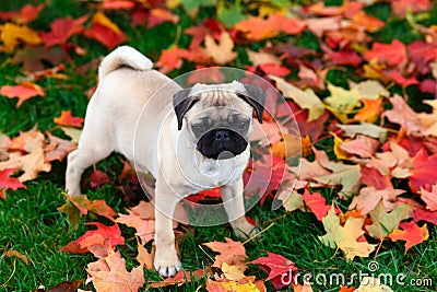 Pug puppy standing in colorful Autumn leaves in green grass Stock Photo