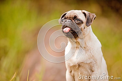 Pug puppy tongue Stock Photo