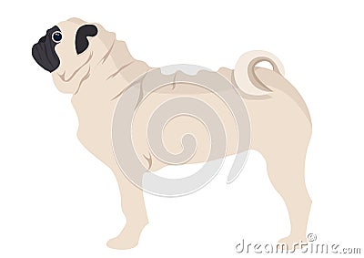 Pug Puppy vector illustration. pug dog on white background Vector Illustration