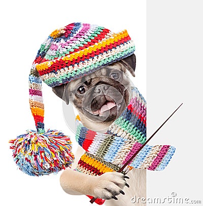 Pug puppy wearing a scarf and warm hat holding a pointing stick and points on empty banner. isolated on white background Stock Photo