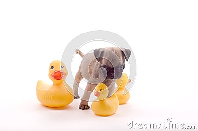 Pug with Rubber Ducks Stock Photo