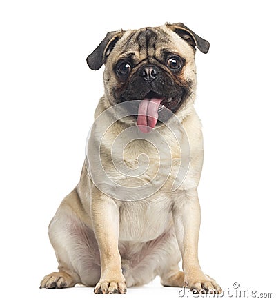 Pug, sitting and panting, 1 year old Stock Photo