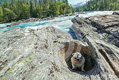 Pug stuck in rock hole Stock Photo