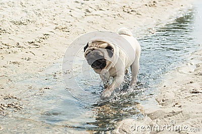 Pug walks through the water on the sea sandy shore. Dog trying to cool down on a hot sunny summer day Stock Photo