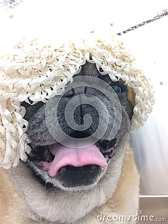 Pug wearing a vintage dress hat happy dog in veil clothing panting tongue Stock Photo