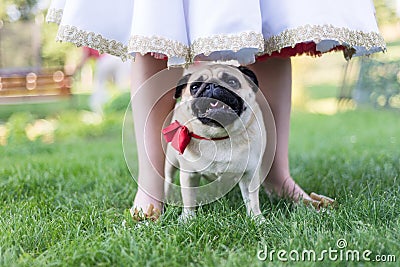 Pug on wedding standing with bride Stock Photo