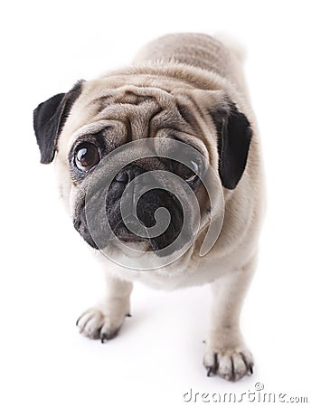 Pug on white Stock Photo